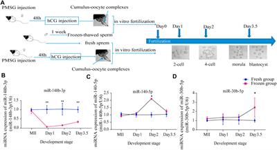 Effect of Sperm Cryopreservation on miRNA Expression and Early Embryonic Development